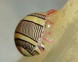 Clithon oualaniense - Neritidae