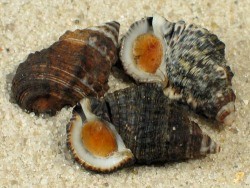 Clypeomorus subbrevicula - Cerithiidae