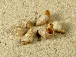 Cochlicella barbara - Cochlicellidae