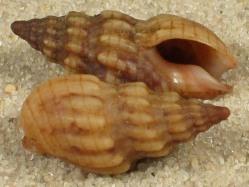 Cominella quoyana - Bucinidae