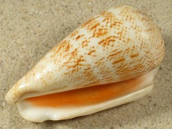 Conomurex decorus - Strombidae