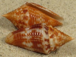 Conus acutangulus - Conidae