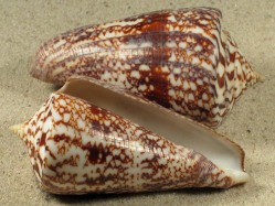 Conus amadis - Conidae