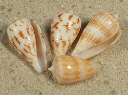 Conus andamanensis - Conidae