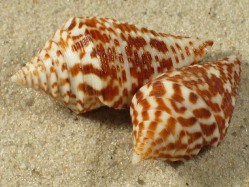 Conus andremenezi - Conidae