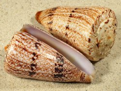 Conus araneosus nicobaricus - Conidae