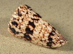 Conus araneosus nicobaricus - Conidae
