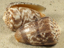 Conus arenatus - Conidae