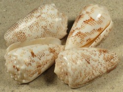 Conus arenatus - Conidae