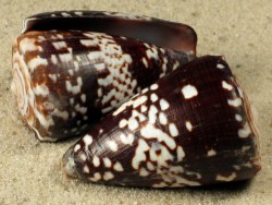 Conus ateralbus - Conidae