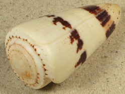 Conus augur - Conidae