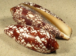 Conus aulicus - Conidae