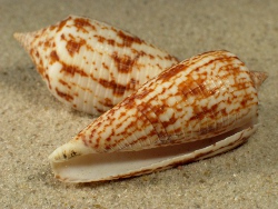 Conus australis - Conidae