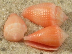 Conus axelrodi - Conidae
