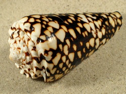 Conus bandanus - Conidae