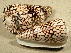 Conus bandanus - Conidae