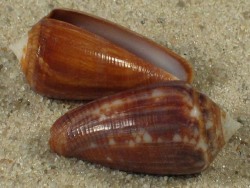 Conus barbieri - Conidae