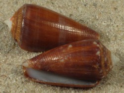 Conus barbieri - Conidae