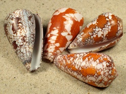 Conus behelokensis - Conidae