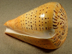 Conus betulinus - Conidae