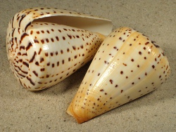 Conus betulinus - Conidae
