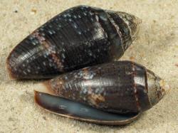 Conus bruguieri - Conidae