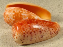 Conus bullatus - Conidae
