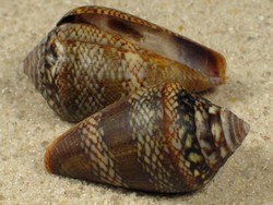 Conus cacao - Conidae
