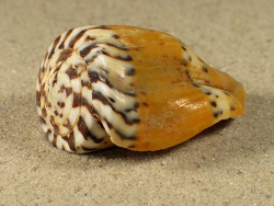 Conus capitaneus - Conidae