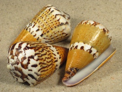 Conus capitaneus - Conidae