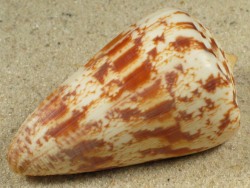 Conus caracteristicus - Conidae