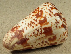 Conus caracteristicus - Conidae