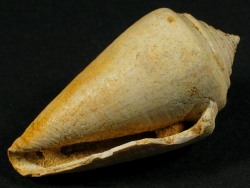 Conus clavatus - Conidae