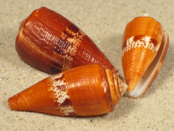 Conus coccineus - Conidae