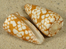 Conus cordigera - Conidae