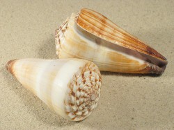 Conus distans - Conidae