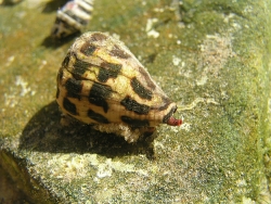 Conus ebraeus - Conidae