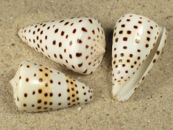 Conus eburneus - Conidae