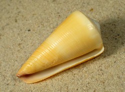 Conus emaciatus - Conidae 
