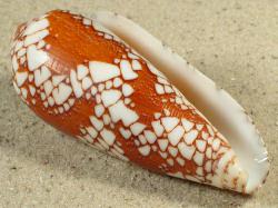 Conus episcopatus - Conidae