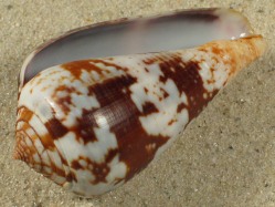Conus ermineus - Conidae