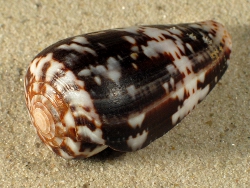 Conus ermineus - Conidae
