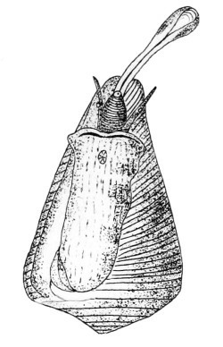 Conus figulinus - Conidae