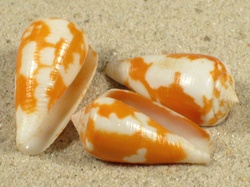 Conus fischoederi - Conidae