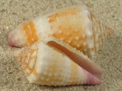 Conus floridulus - Conidae