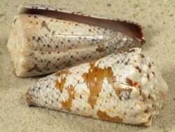 Conus imperialis - Conidae