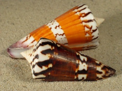 Conus generalis - Conidae
