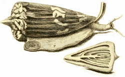 Conus generalis - Conidae