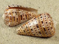 Conus genuanus - Conidae