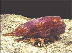 Conus geographus - Conidae